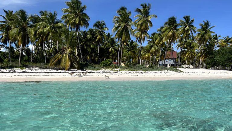 1. Arena Blanca, Palmeras y Mar Turquesa – Isla Saona Tour VIP por las Playas