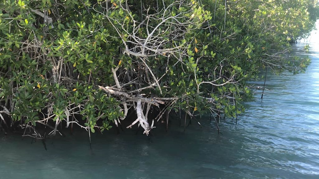 Manglares de Isla Saona - Isla Saona Tour Explorer