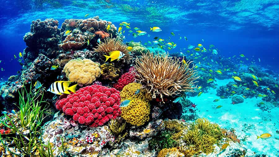 ¿Por Qué Visitar Isla Saona en RD? 2 Arrecifes de coral de Isla Saona