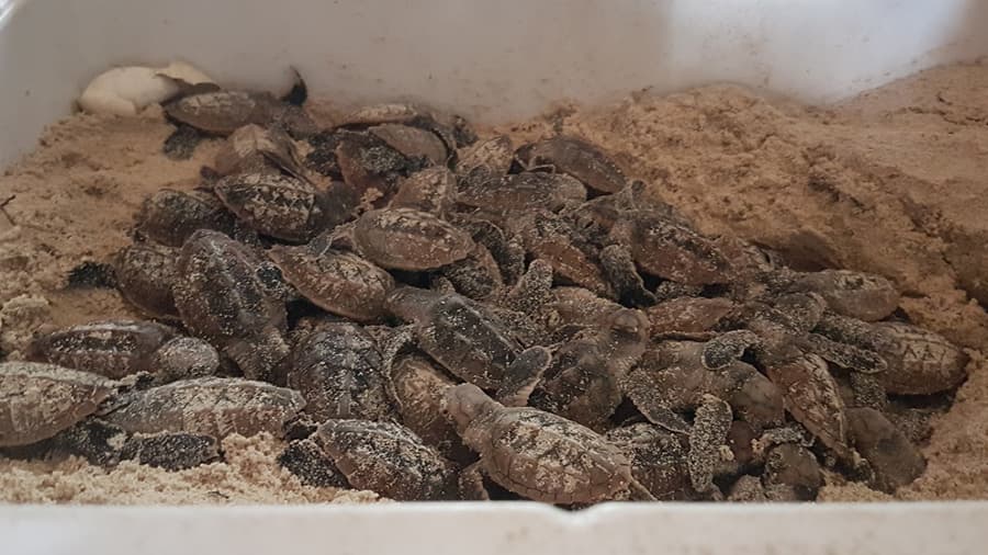 Santuario de Tortugas en Isla Saona 7 Santuario de Tortugas en Isla Saona - Crías de Tortugas Carey