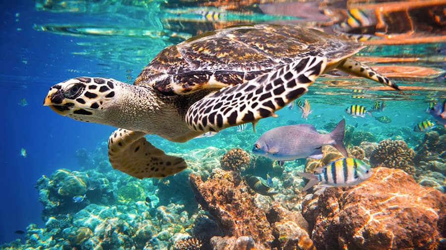 Santuario de Tortugas en Isla Saona 1 Tortugas en Isla Saona - Tortuga Carey