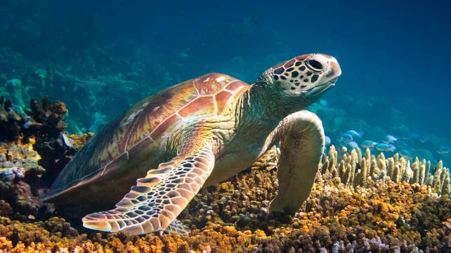 Santuario de Tortugas en Isla Saona 2 Tortugas en Isla Saona - Tortuga Verde